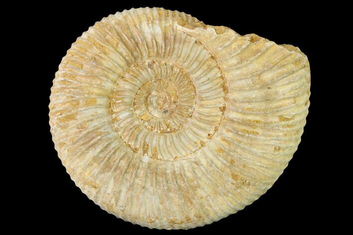 Jurassic Ammonite (Perisphinctes) Fossil - Madagascar #140422